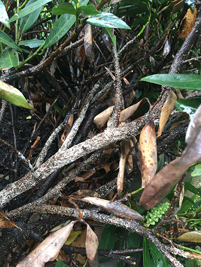 damaged tree