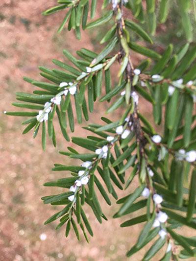 tree growth