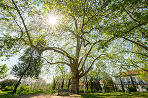 large trees in yard